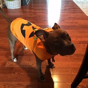 Dog Halloween Pumpkin Costume 🐕 🎃